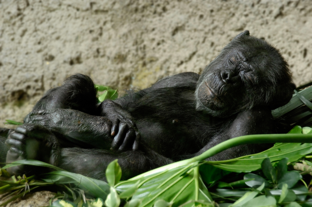 sleeping chimpanzee